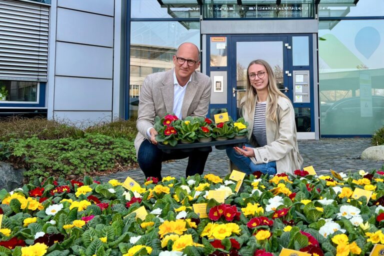 Websitebeitrag Primeln | Gemeinsam für den guten Zweck – Primeln für Langenfeld