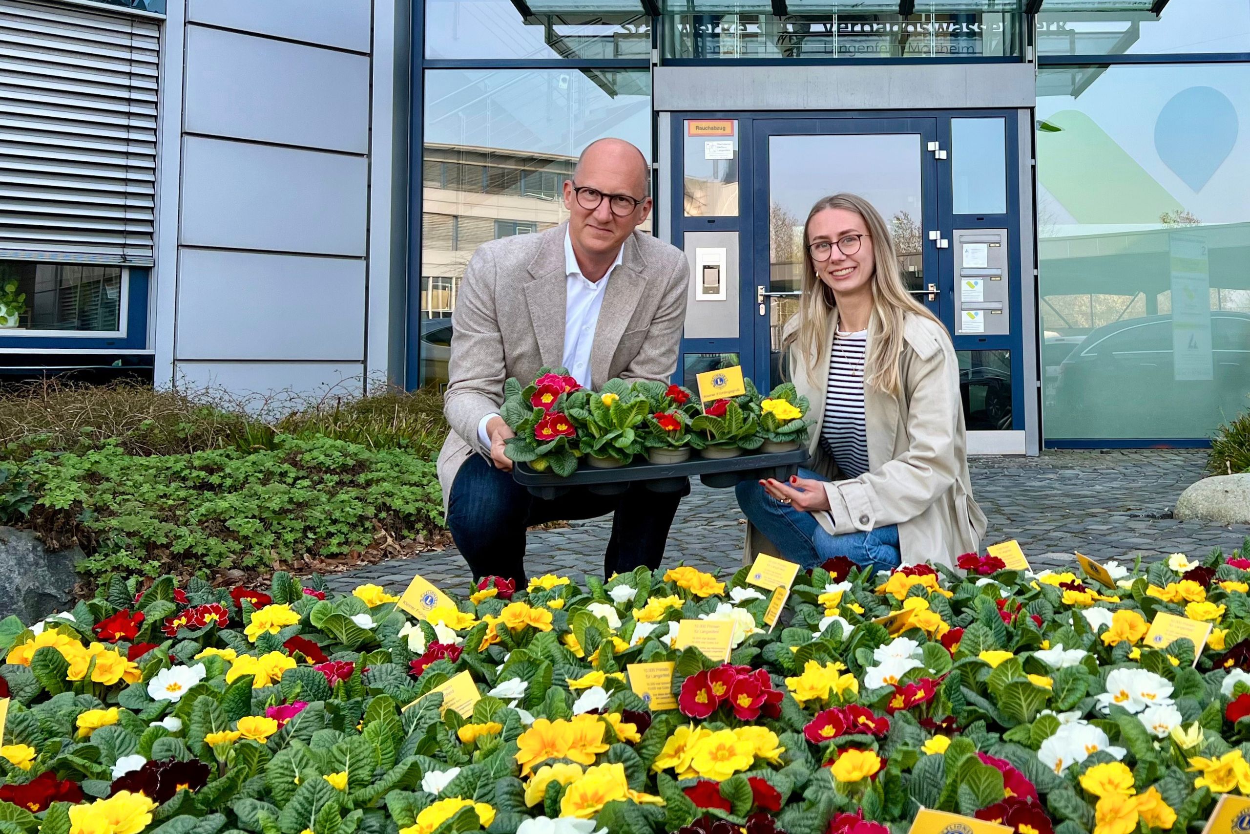Websitebeitrag Primeln | Gemeinsam für den guten Zweck – Primeln für Langenfeld